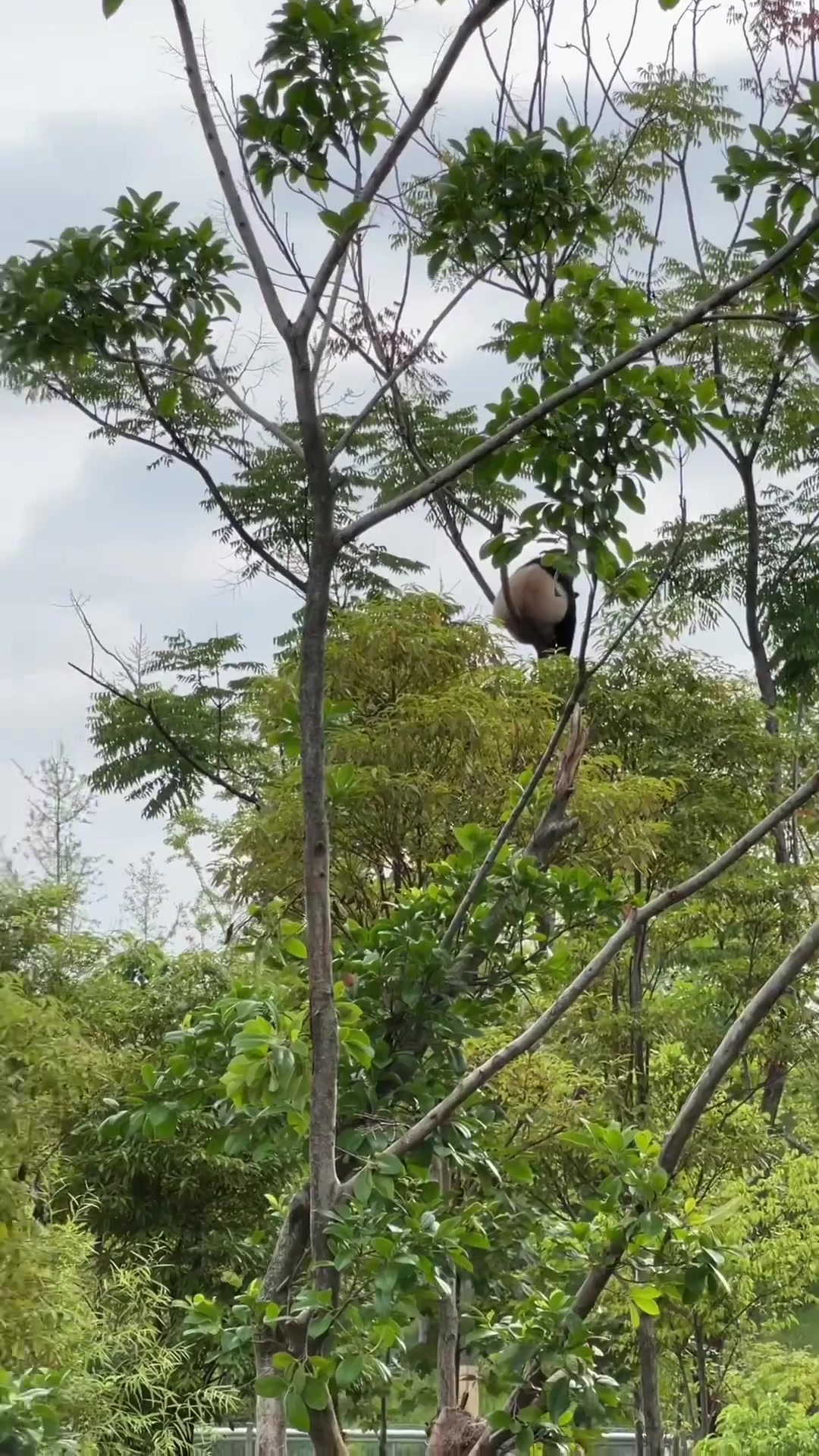 kaiyun-爱德华兹游览熊猫基地笑容满面 手持玩偶向熊猫热情问好